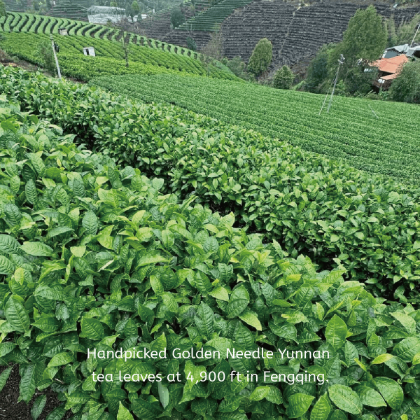 Golden Needle Tea - Image 5