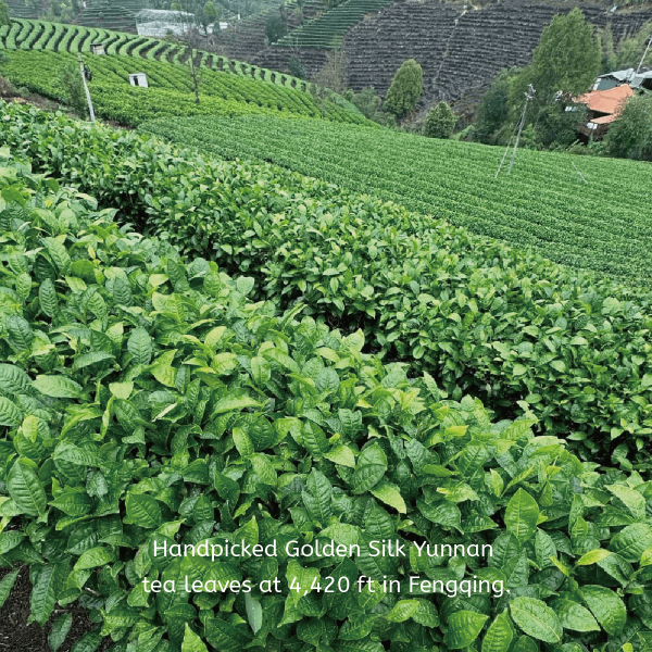 Golden Silk Tea - Image 5