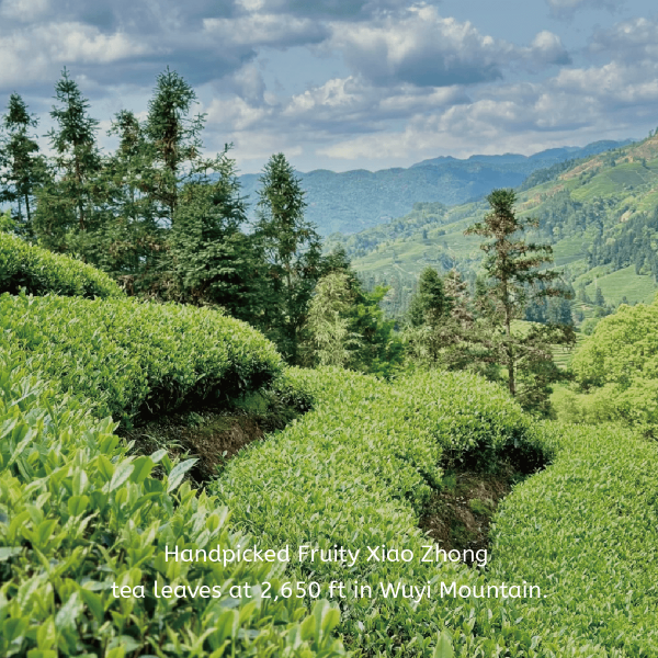 Tropical Breeze Tea - Image 5