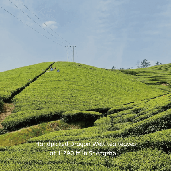 Calm & Refresh Green Tea - Image 5