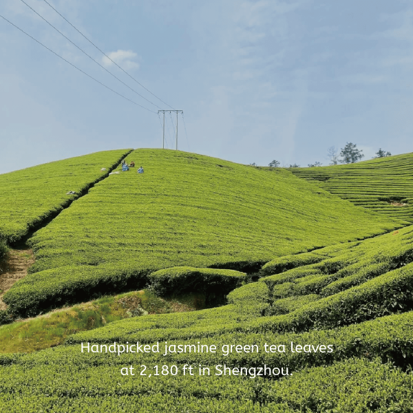 Jasmine Green Tea - Image 5