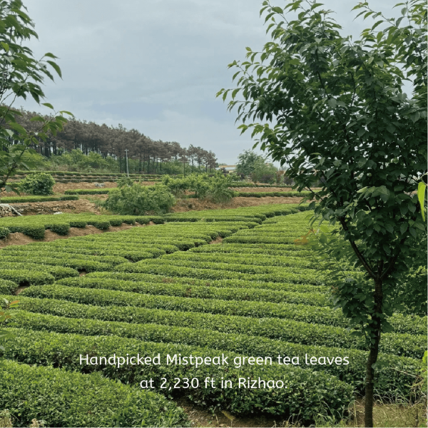 Mistpeak Green Tea - Image 5