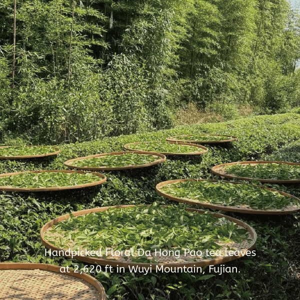 Camelia Whisper Oolong Tea - Image 5