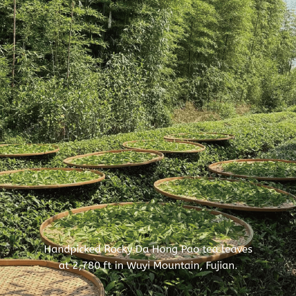 Rocky Oolong Tea - Image 5