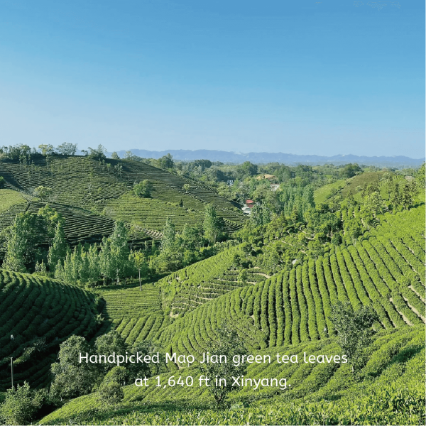Taste of Spring Tea - Image 5
