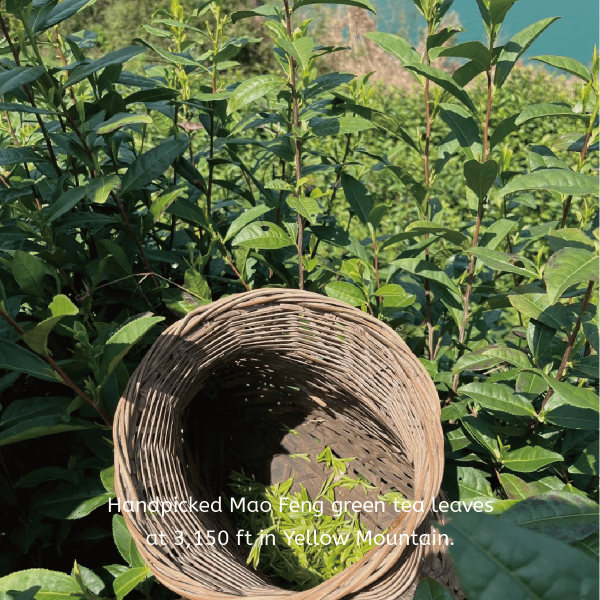 Yellow Mountain Green Tea - Image 5